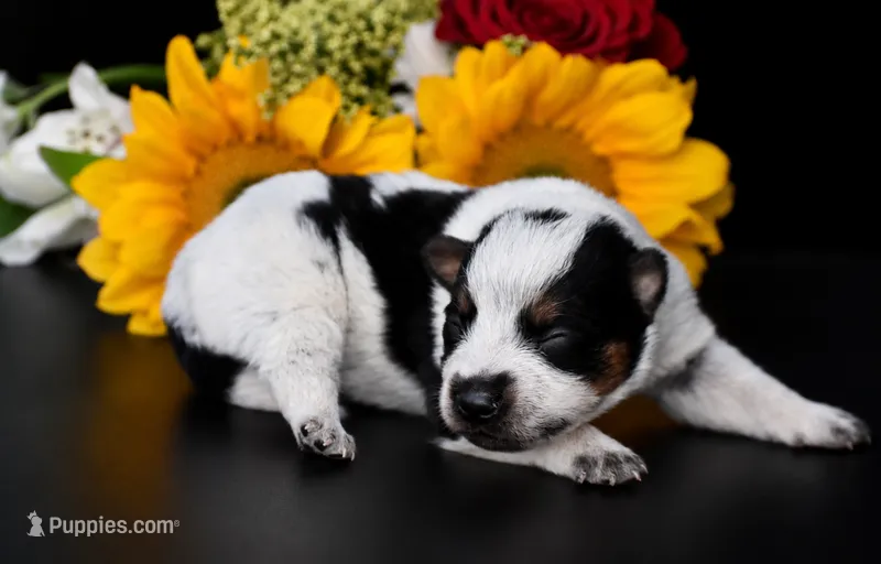Male 1 – Australian Cattle Dog puppy for sale in Mount Airy, NC