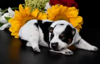 Male 1, a male Australian Cattle Dog for sale in Mount Airy, NC – 1 of 3