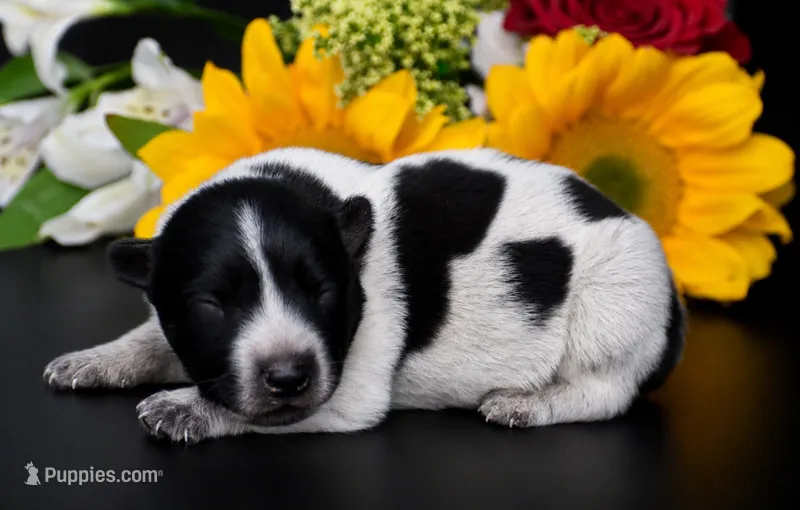 Male 2 – Australian Cattle Dog puppy for sale in Mount Airy, NC