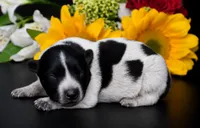 Male 2, a male Australian Cattle Dog for sale in Mount Airy, NC – 1 of 4