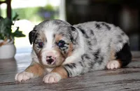 Freedom, a female Miniature Australian Shepherd for sale in Mount Airy, NC – 2 of 3
