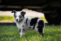 Dakota - Ready Now , a male Miniature Australian Shepherd for sale in Mount Airy, NC – 2 of 5