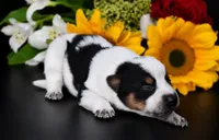 Male 1, a male Australian Cattle Dog for sale in Mount Airy, NC – 2 of 3
