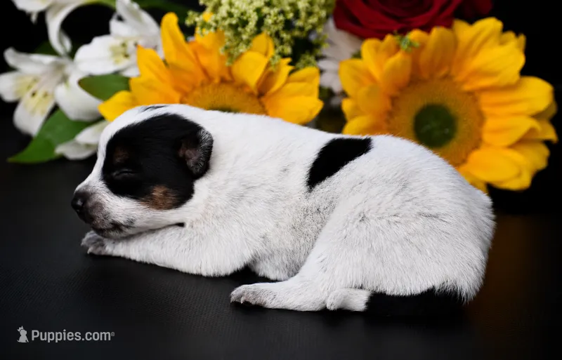 Female 1 – Australian Cattle Dog puppy for sale in Mount Airy, NC