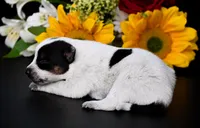 Female 1, a female Australian Cattle Dog for sale in Mount Airy, NC – 1 of 3