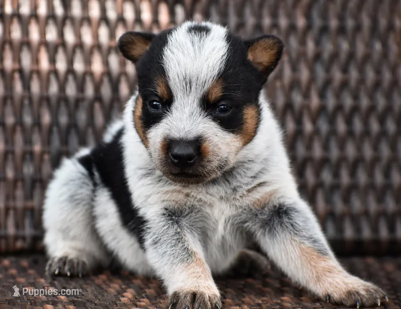 Male 1 – Australian Cattle Dog puppy for sale in Mount Airy, NC