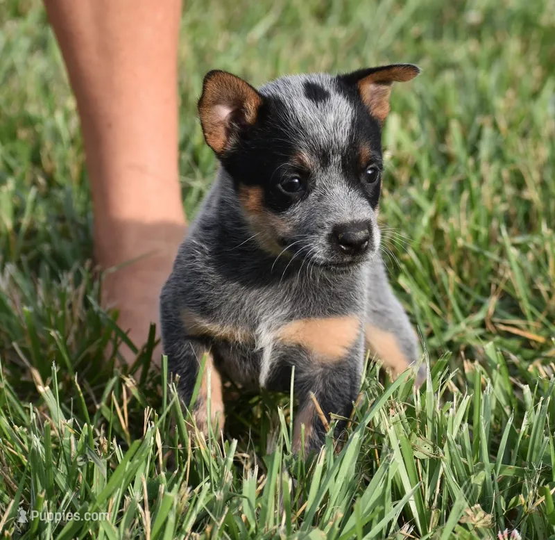 MINI Female – Australian Cattle Dog puppy for sale in Mount Airy, NC