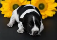 Male 2, a male Australian Cattle Dog for sale in Mount Airy, NC – 2 of 4