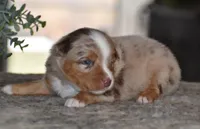 Hazel , a female Miniature Australian Shepherd for sale in Mount Airy, NC – Photo 2 of 2
