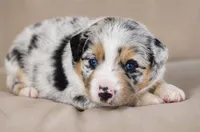 Freedom, a female Miniature Australian Shepherd for sale in Mount Airy, NC – 3 of 3