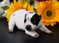 Female 1, a female Australian Cattle Dog for sale in Mount Airy, NC – 2 of 3