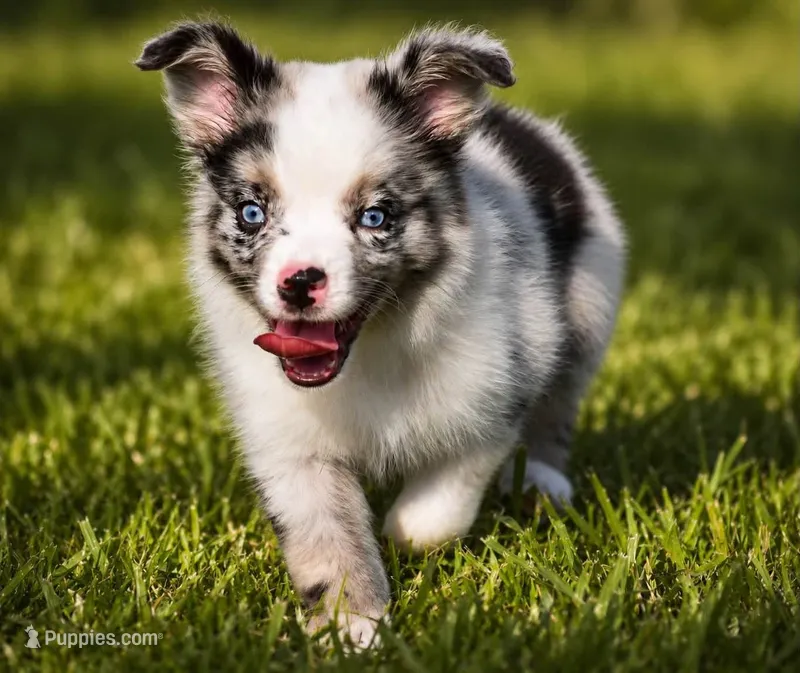 Dakota - Ready Now  – Miniature Australian Shepherd puppy for sale in Mount Airy, NC