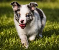 Dakota - Ready Now , a male Miniature Australian Shepherd for sale in Mount Airy, NC – 1 of 5
