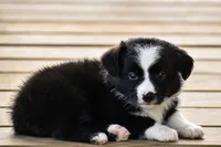 Scarlett, a female Miniature Australian Shepherd for sale in Mount Airy, NC – 3 of 3