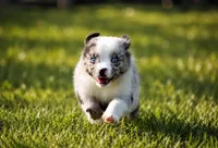 Dakota - Ready Now , a male Miniature Australian Shepherd for sale in Mount Airy, NC – 5 of 5