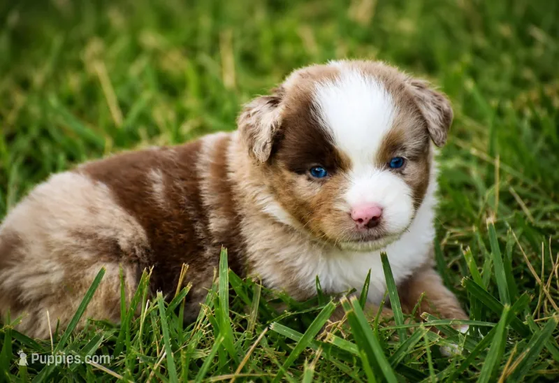 Colt – Miniature Australian Shepherd puppy for sale in Mount Airy, NC