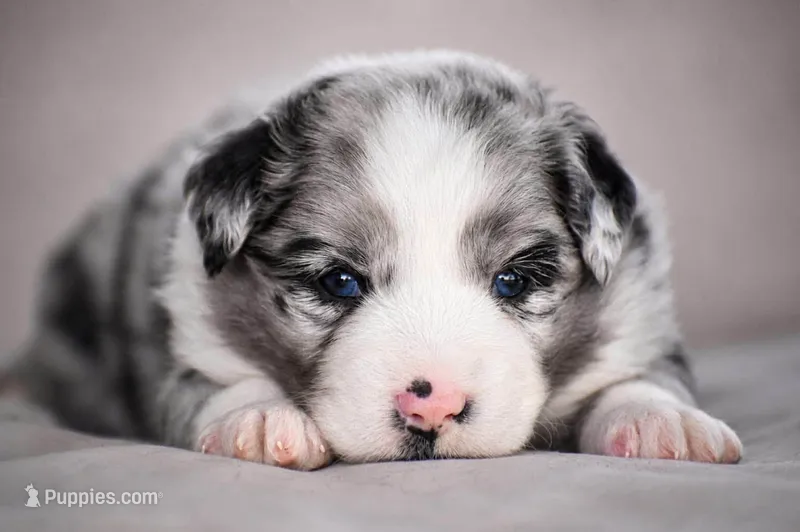 Ranger – Miniature Australian Shepherd puppy for sale in Mount Airy, NC