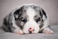 Ranger, a male Miniature Australian Shepherd for sale in Mount Airy, NC – 1 of 3