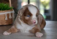 Colt, a male Miniature Australian Shepherd for sale in Mount Airy, NC – 1 of 3