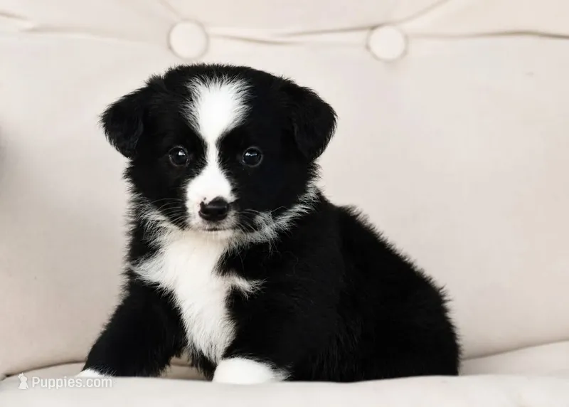 Scarlett – Miniature Australian Shepherd puppy for sale in Mount Airy, NC