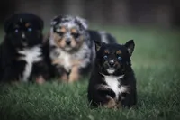 Lil Ruby, a female Miniature Australian Shepherd for sale in Mount Airy, NC – Photo 1 of 8