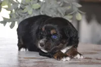Ruby, a female Miniature Australian Shepherd for sale in Mount Airy, NC – Photo 2 of 2