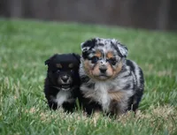 Lil Ruby - Blue eyes, a female Miniature Australian Shepherd for sale in Mount Airy, NC – Photo 4 of 10
