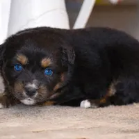 Lil Ruby, a female Miniature Australian Shepherd for sale in Mount Airy, NC – Photo 5 of 8