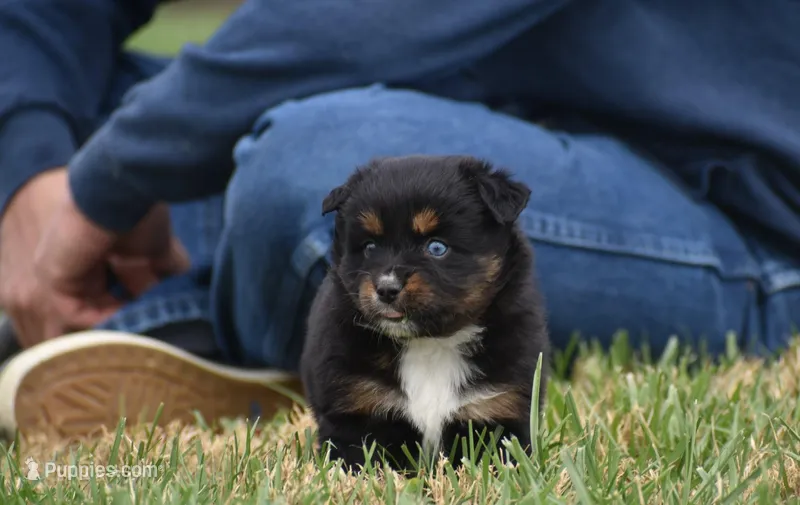 Lil Ruby - Blue eyes – Miniature Australian Shepherd puppy for sale in Mount Airy, NC
