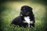 Lil Ruby, a female Miniature Australian Shepherd for sale in Mount Airy, NC – Photo 2 of 8