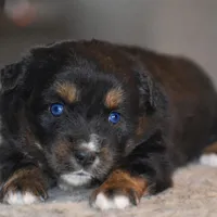 Lil Ruby, a female Miniature Australian Shepherd for sale in Mount Airy, NC – Photo 6 of 8