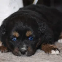 Lil Ruby, a female Miniature Australian Shepherd for sale in Mount Airy, NC – Photo 7 of 8