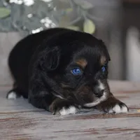 Lil Ruby, a female Miniature Australian Shepherd for sale in Mount Airy, NC – Photo 8 of 8