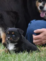 Lil Ruby - Blue eyes, a female Miniature Australian Shepherd for sale in Mount Airy, NC – Photo 3 of 10
