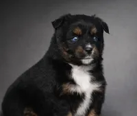 Lil Ruby, a female Miniature Australian Shepherd for sale in Mount Airy, NC – Photo 3 of 8