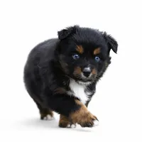 Lil Ruby, a female Miniature Australian Shepherd for sale in Mount Airy, NC – Photo 4 of 8