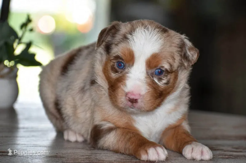 Dixie – Miniature Australian Shepherd puppy for sale in Mount Airy, NC