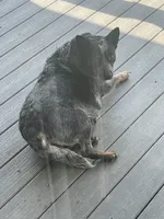 Female 3, a female Australian Cattle Dog for sale in Mount Airy, NC – 4 of 4