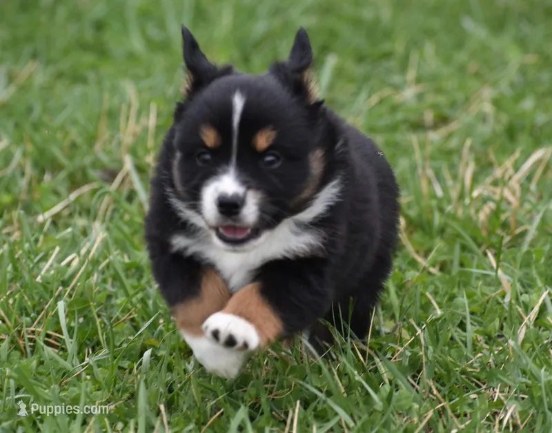 Jett – Miniature Australian Shepherd puppy for sale in Mount Airy, NC