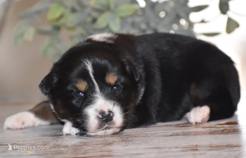 Jett, a male Miniature Australian Shepherd for sale in Mount Airy, NC – Photo 1 of 2