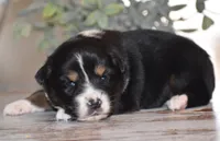 Jett, a male Miniature Australian Shepherd for sale in Mount Airy, NC – Photo 1 of 2