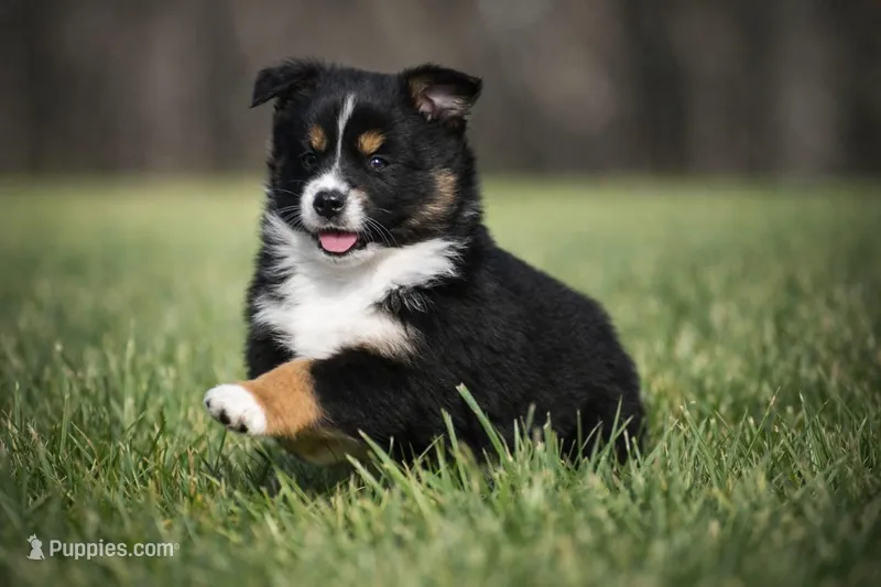 Jett – Miniature Australian Shepherd puppy for sale in Mount Airy, NC