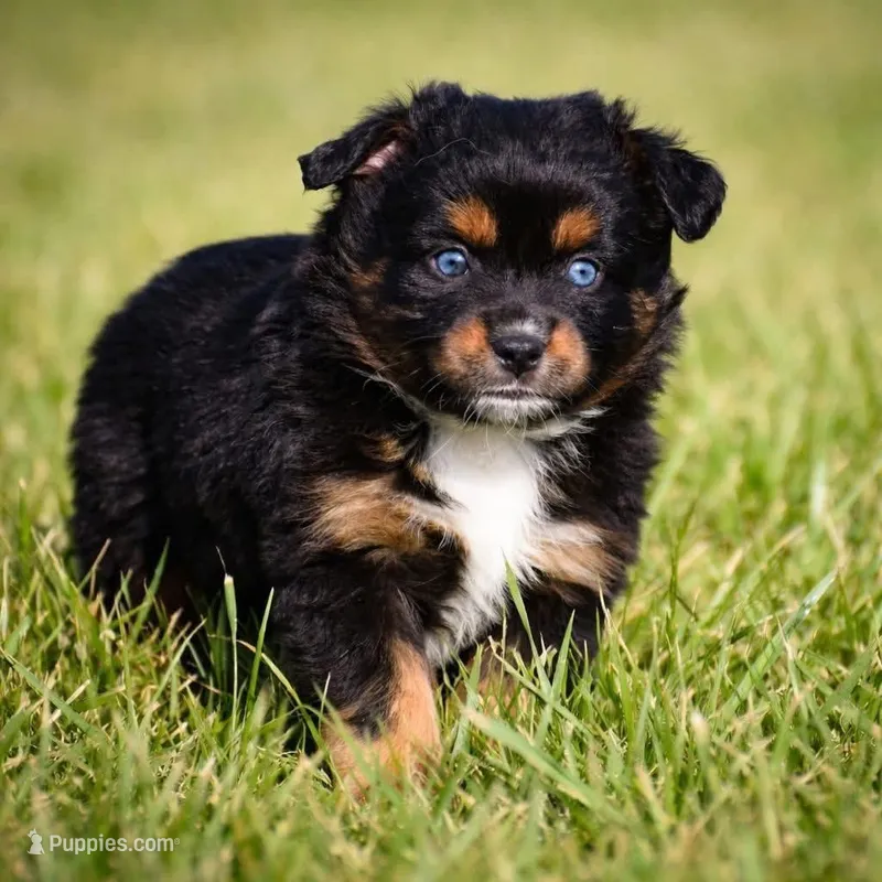 Lil Ruby - blue eyes  – Miniature Australian Shepherd puppy for sale in Mount Airy, NC