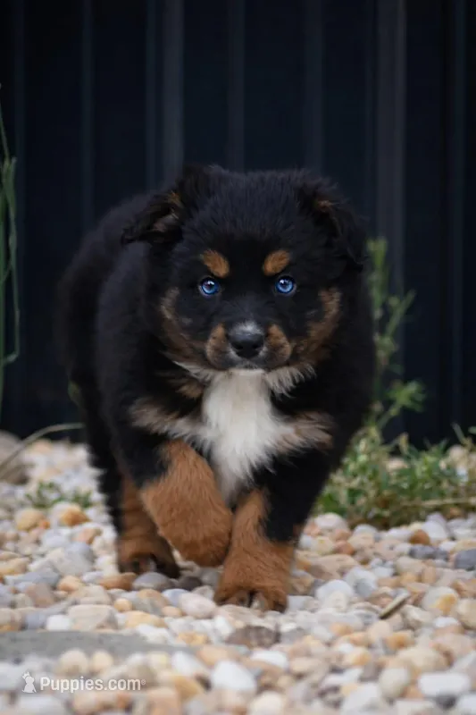 Lil Ruby - blue eyes  – Miniature Australian Shepherd puppy for sale in Mount Airy, NC