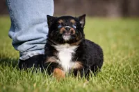 Lil Ruby - blue eyes , a female Miniature Australian Shepherd for sale in Mount Airy, NC – Photo 4 of 6