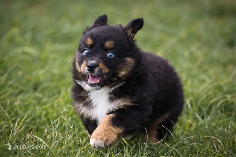 Lil Ruby - blue eyes  – Miniature Australian Shepherd puppy for sale in Mount Airy, NC