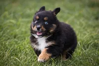 Lil Ruby - blue eyes , a female Miniature Australian Shepherd for sale in Mount Airy, NC – Photo 1 of 6