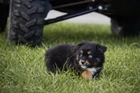 Lil Ruby - blue eyes , a female Miniature Australian Shepherd for sale in Mount Airy, NC – Photo 2 of 6