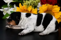 Female 2, a female Australian Cattle Dog for sale in Mount Airy, NC – 2 of 3
