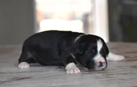 Norway, a male Miniature Australian Shepherd for sale in Mount Airy, NC – Photo 2 of 2